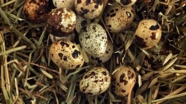Bıldırcın yumurtaları samanlığa düşer. 1000 fps 'de yüksek hızlı bir kamerayla çekildi. Yüksek kaliteli FullHD görüntüler
