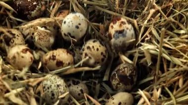 Bıldırcın yumurtaları samanlığa düşer. 1000 fps 'de yüksek hızlı bir kamerayla çekildi. Yüksek kaliteli FullHD görüntüler