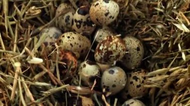 Bıldırcın yumurtaları samanlığa düşer. 1000 fps 'de yüksek hızlı bir kamerayla çekildi. Yüksek kaliteli FullHD görüntüler