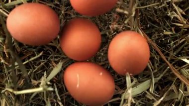 Tavuk yumurtaları samanlığa düşer. 1000 fps 'de yüksek hızlı bir kamerayla çekildi. Yüksek kaliteli FullHD görüntüler