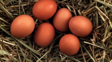 Tavuk yumurtaları samanlığa düşer. 1000 fps 'de yüksek hızlı bir kamerayla çekildi. Yüksek kaliteli FullHD görüntüler