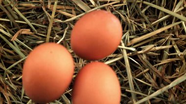 Tavuk yumurtaları samanlığa düşer. 1000 fps 'de yüksek hızlı bir kamerayla çekildi. Yüksek kaliteli FullHD görüntüler