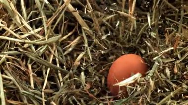 Tavuk yumurtaları samanlığa düşer. 1000 fps 'de yüksek hızlı bir kamerayla çekildi. Yüksek kaliteli FullHD görüntüler