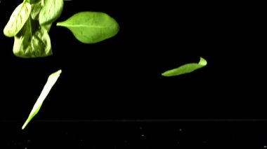 Süper yavaş çekimde ıspanak yaprakları. 1000 fps 'de yüksek hızlı bir kamerayla çekildi. Yüksek kaliteli FullHD görüntüler