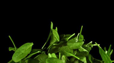 Süper yavaş çekimde ıspanak yaprakları. 1000 fps 'de yüksek hızlı bir kamerayla çekildi. Yüksek kaliteli FullHD görüntüler