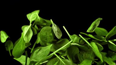 Süper yavaş çekimde ıspanak yaprakları. 1000 fps 'de yüksek hızlı bir kamerayla çekildi. Yüksek kaliteli FullHD görüntüler