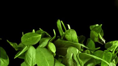 Süper yavaş çekimde ıspanak yaprakları. 1000 fps 'de yüksek hızlı bir kamerayla çekildi. Yüksek kaliteli FullHD görüntüler