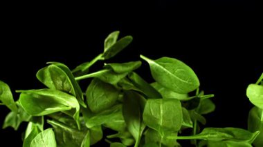 Süper yavaş çekimde ıspanak yaprakları. 1000 fps 'de yüksek hızlı bir kamerayla çekildi. Yüksek kaliteli FullHD görüntüler