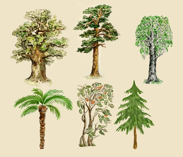 Trees illustration painted in vintage manner — Stock Photo, Image