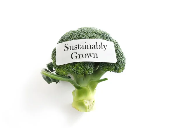 Udržitelné vegetarián — Stock fotografie