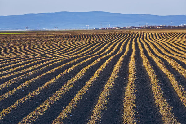 Furrows rows in potatoes field