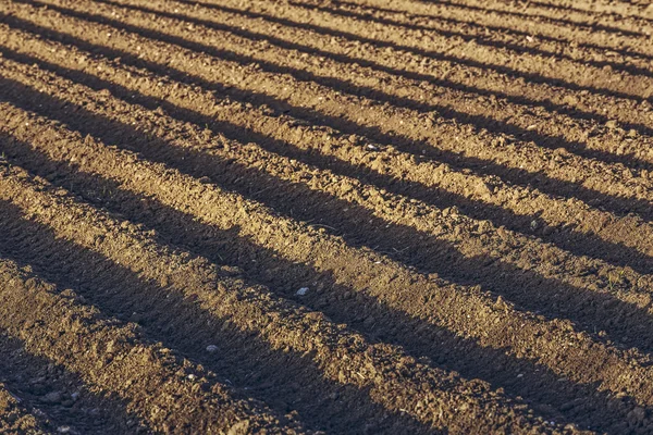 Campo di patata arato — Foto Stock