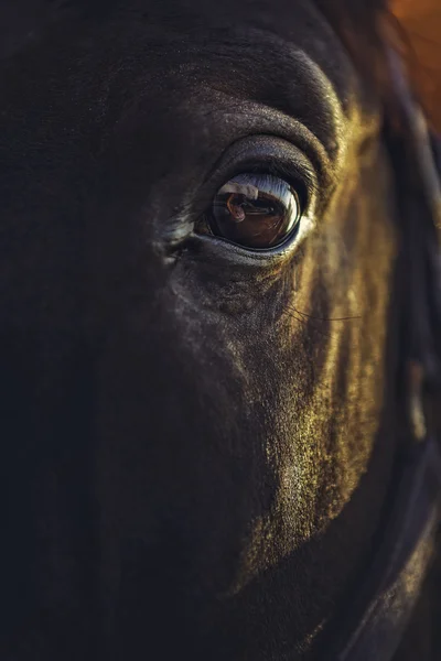 Alert häst öga — Stockfoto