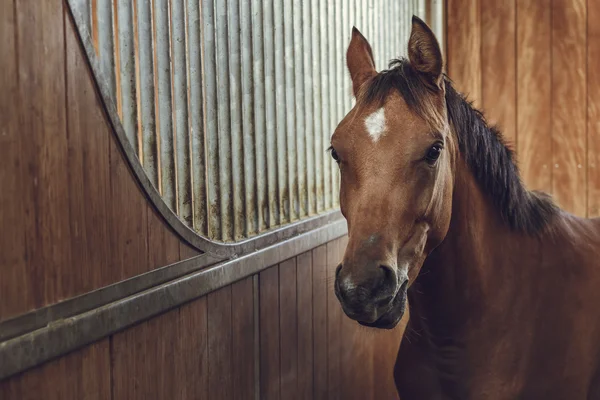 Waarschuwing bruin paard — Stockfoto