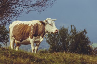 Brown Hollandalı inek doğurmak