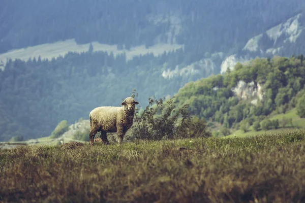 Ein neugieriges streunendes Schaf — Stockfoto