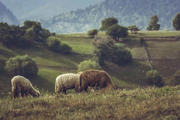 Herde weidender Lämmer — Stockfoto