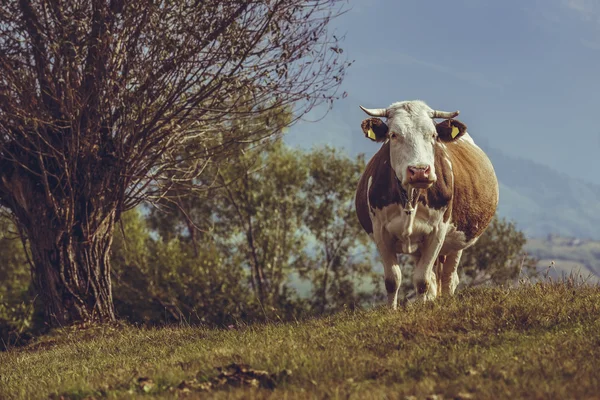 Brown Dutch breed cow — Stock Photo, Image