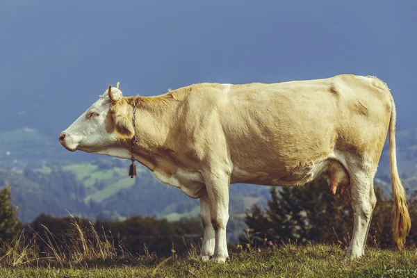 Koe met bell op nek — Stockfoto