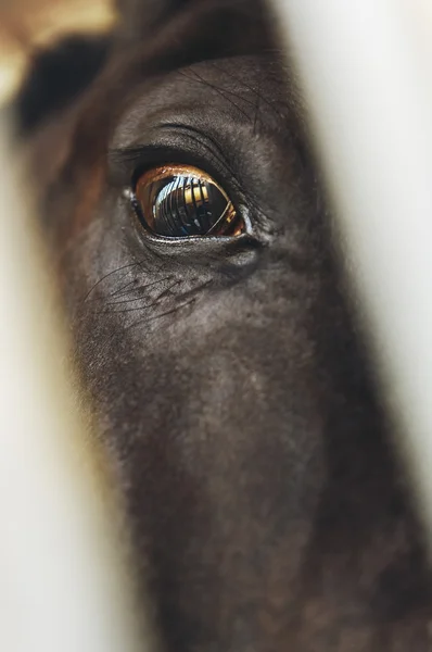 Bang paard oog met bars reflectie — Stockfoto