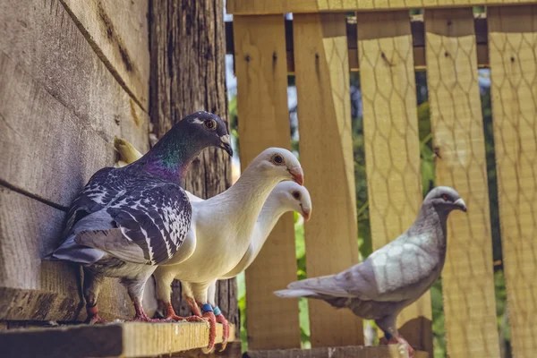 Poštovní holuby v podkroví — Stock fotografie