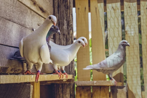 Poštovní holuby v dřevěných coop — Stock fotografie