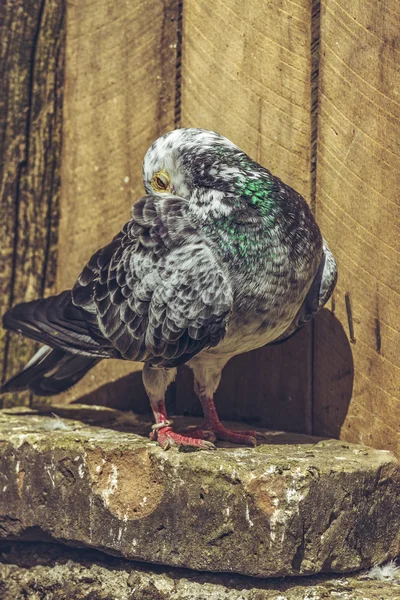 Сірий плямистий голуб — стокове фото