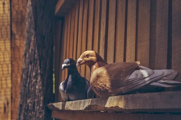 Dvojice poštovní holuby — Stock fotografie