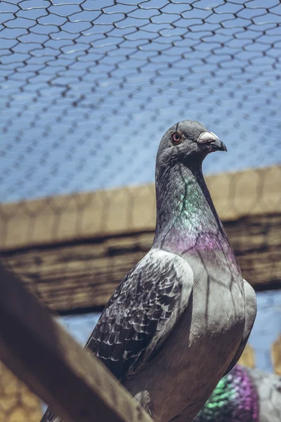 Závodní holubi portrét — Stock fotografie