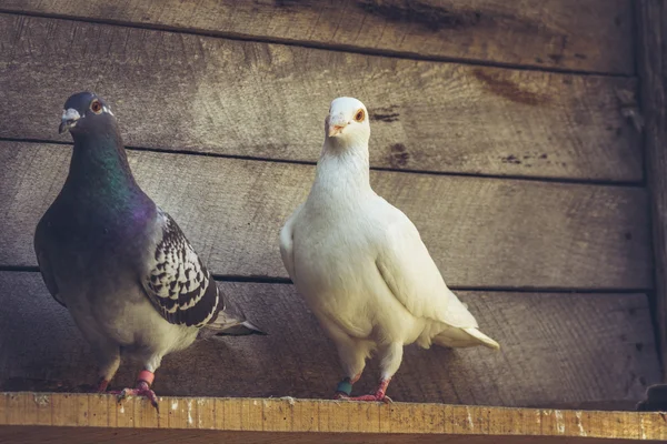 Poštovní holuby v dřevěné podkroví — Stock fotografie