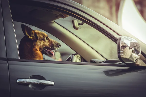 German shepherd at car steering wheel — Stock Photo, Image