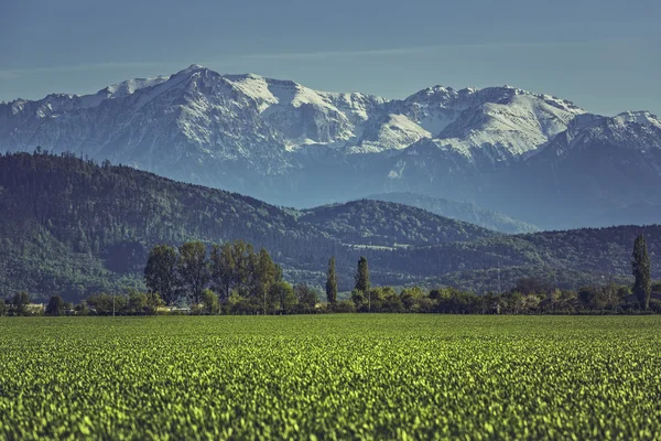 Campo de cereales verdes y montañas — Foto de Stock