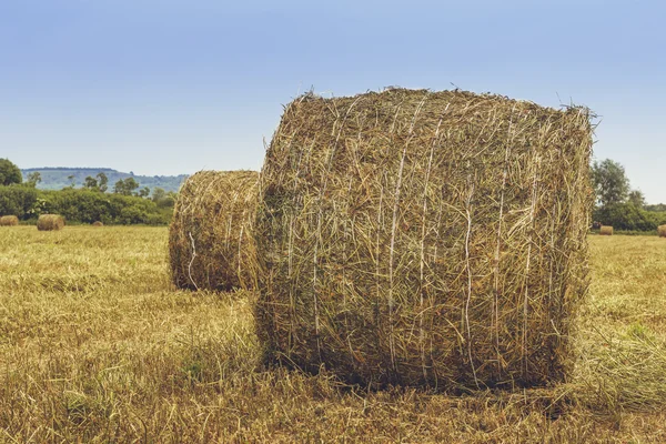 Straw bales on the field — Stock Photo, Image