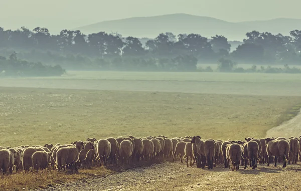 Koyun sürüsü otluyor. — Stok fotoğraf