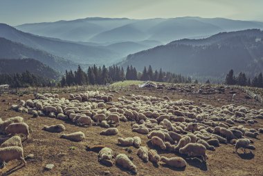 Flock of sheep in sheepfold clipart