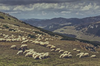 otlayan koyun sürüsü