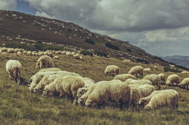 otlayan koyun sürüsü