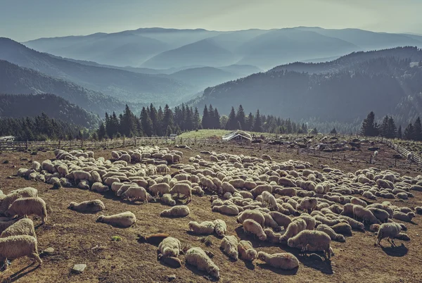 Kudde schapen in de schaapskooi — Stockfoto