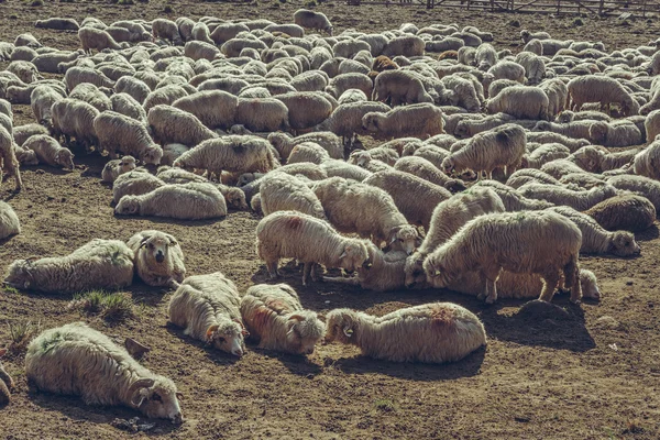 Schapen in de schaapskooi rusten — Stockfoto