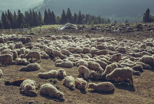 Schapen in de schaapskooi rusten — Stockfoto