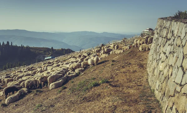 Kudde schapen in schapen pen — Stockfoto