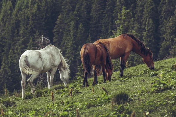 Kudde paarden grazen — Stockfoto