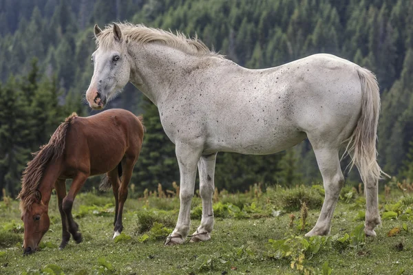 Roan white mare with her foal — Stock Photo, Image