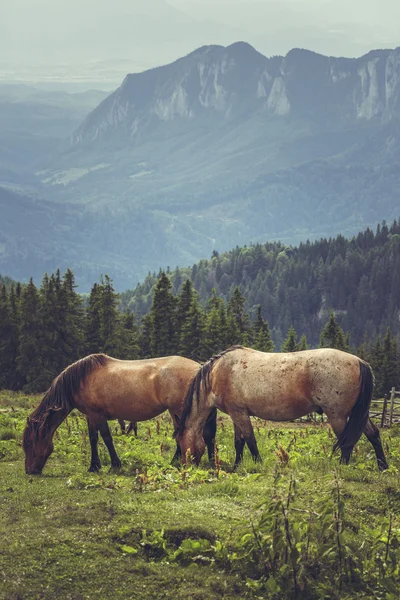 Paar grazende paarden — Stockfoto
