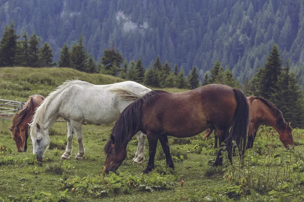 Kudde paarden grazen — Stockfoto