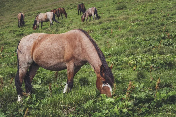 Kudde paarden grazen — Stockfoto