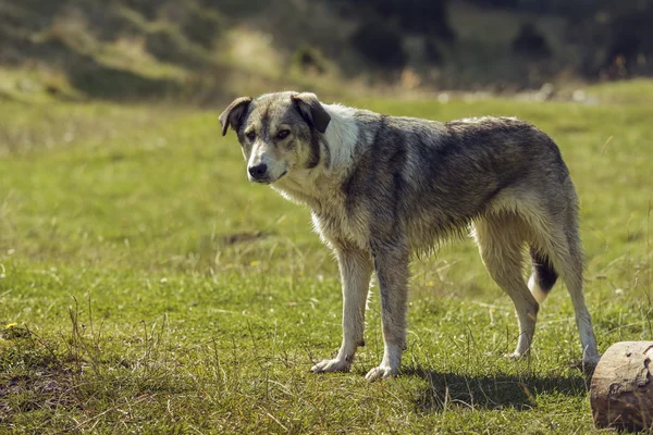 Nyfiken herrelös hund — Stockfoto