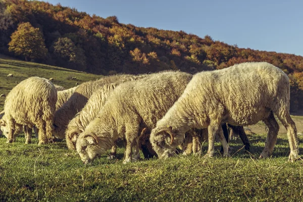 Ovini al pascolo — Foto Stock