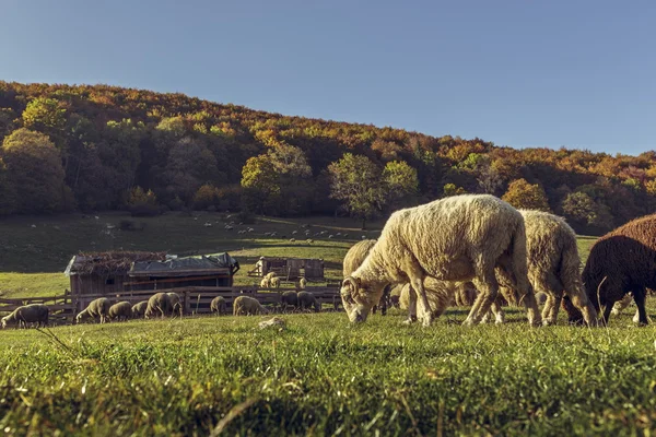 Sheepfold and grazing sheep flock — Stock Photo, Image