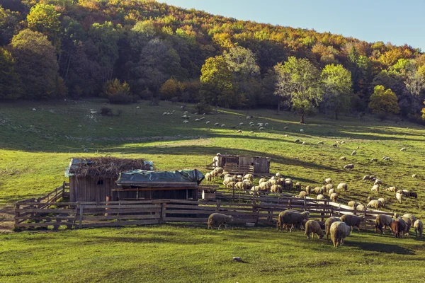 Sheepfold and grazing sheep flock — Stock Photo, Image